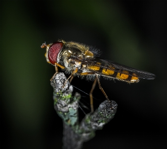 Foto Serangga invertebrata fotografi makro
 hama