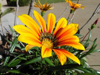 Foto Flor planta com flor
 plantar pétala