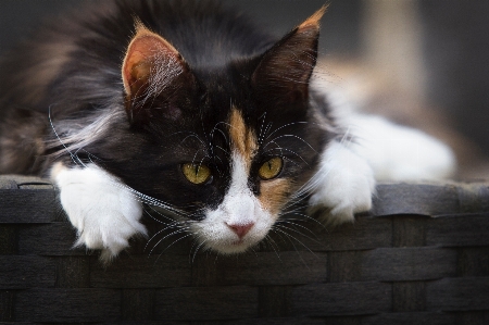 Foto Gatto mammifero gatti di piccola e media taglia
 basettoni
