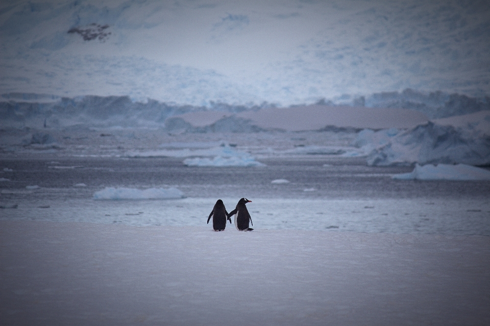 Pinguin flugunfähiger vogel
 himmel arktis