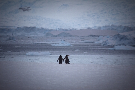 Penguin flightless bird sky arctic Photo