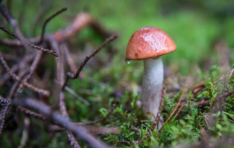 Natural landscape penny bun edible mushroom Photo