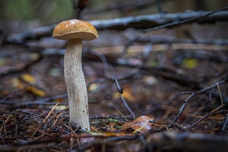 食用キノコ
 真菌
 自然の風景
 キノコ 写真