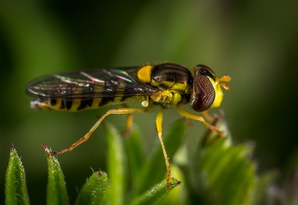 Insect invertebrate pest macro photography Photo