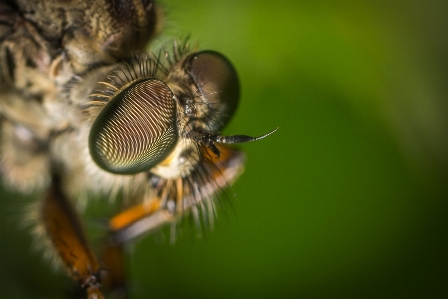 Insect macro photography tachinidae house fly Photo