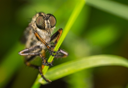 Insect macro photography invertebrate robber flies Photo