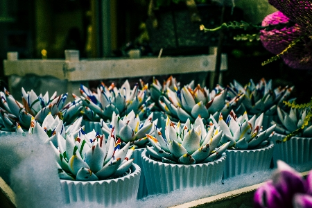 花 植物 植物学
 アガベ 写真