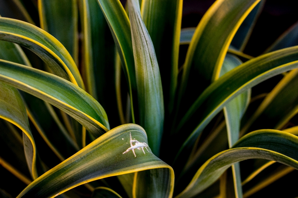 Vert feuille plante terrestre
 fleur