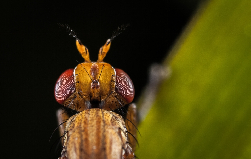 Insecto fotografía macro
 invertebrado de cerca
