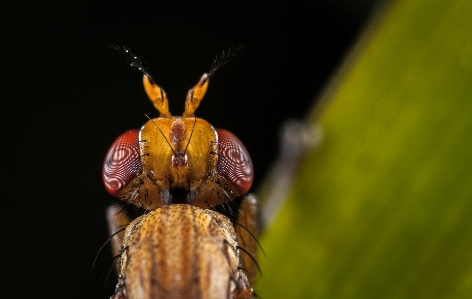 Insect macro photography invertebrate close up Photo