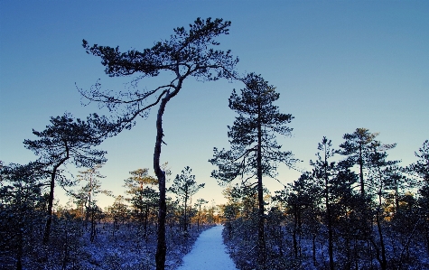 Tree sky natural landscape nature Photo