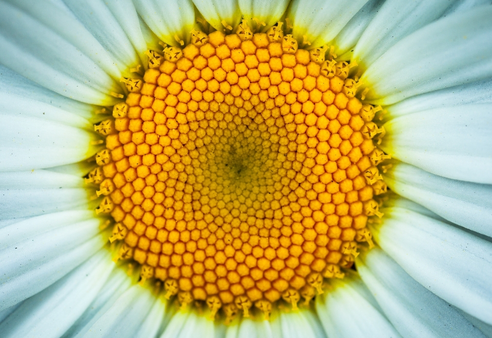 Polen amarillo flor fotografía macro
