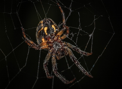 Foto Aranha de cavitação
 teia tecelã orb
