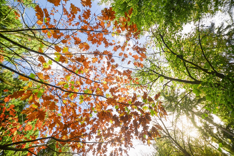 Baum blatt zweig natur