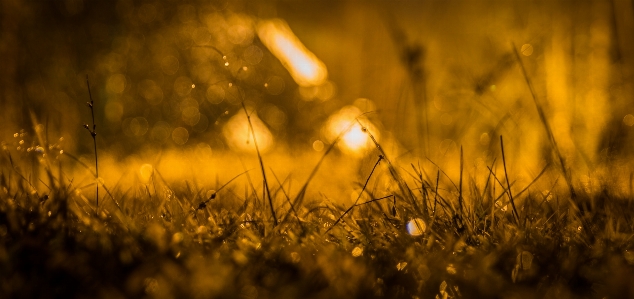 Natur gras gelb licht Foto