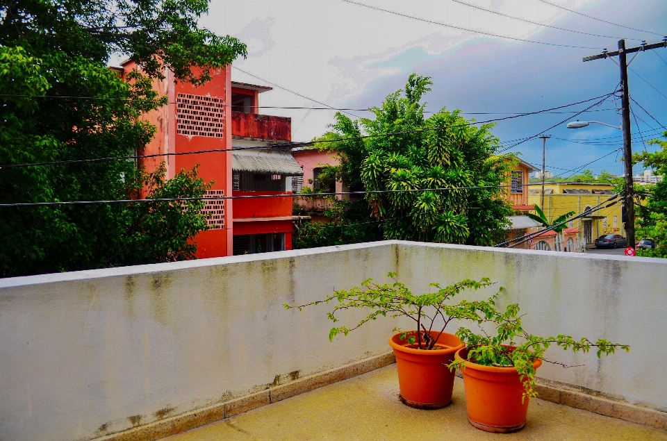 Vegetazione proprietà rosso pianta della casa