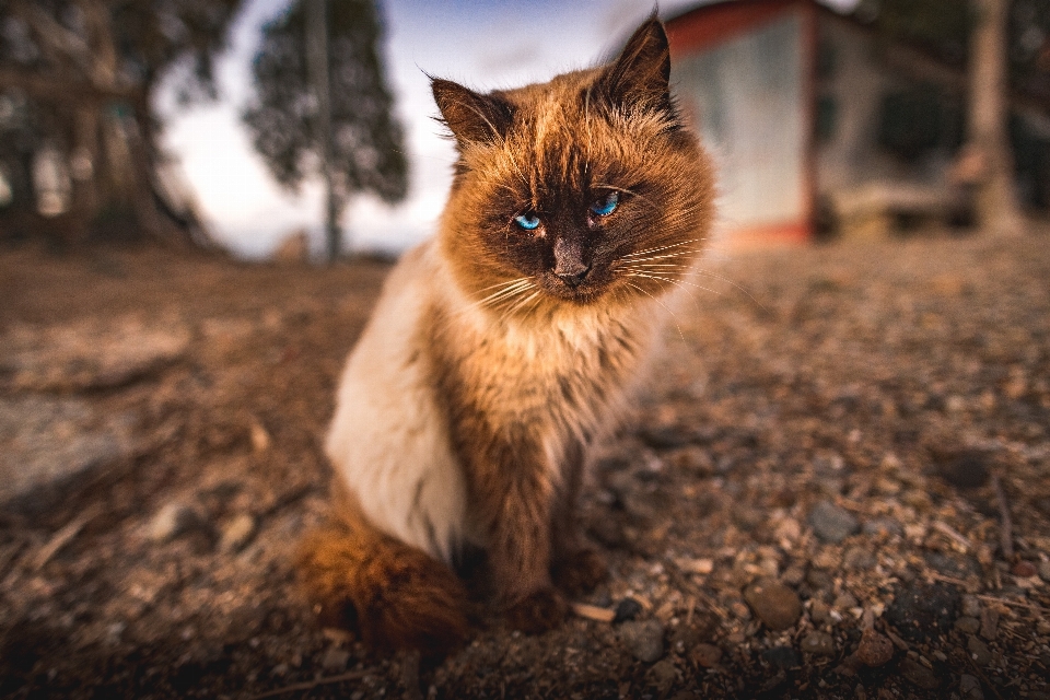 Cat mammal whiskers felidae