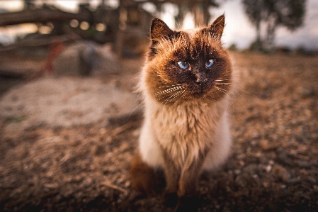 Foto Gato mamífero bigodes
 felídeos
