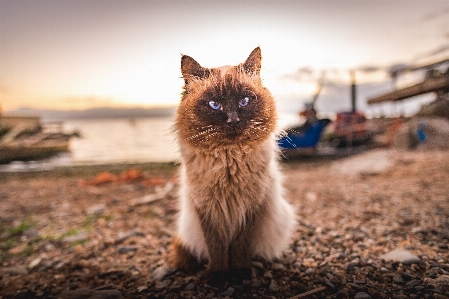 Foto Gatto felidi
 basettoni
 gatti di piccola e media taglia
