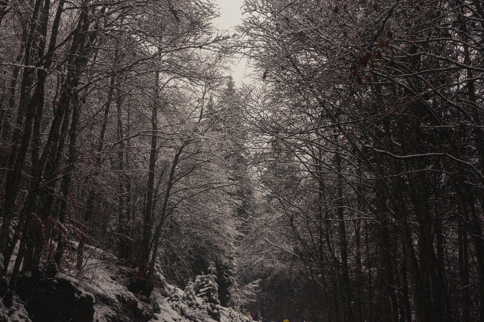 Tree nature natural landscape black