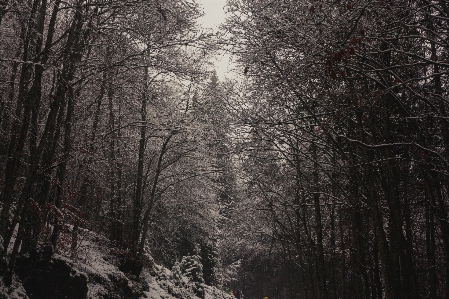 木 自然 自然の風景
 黒 写真