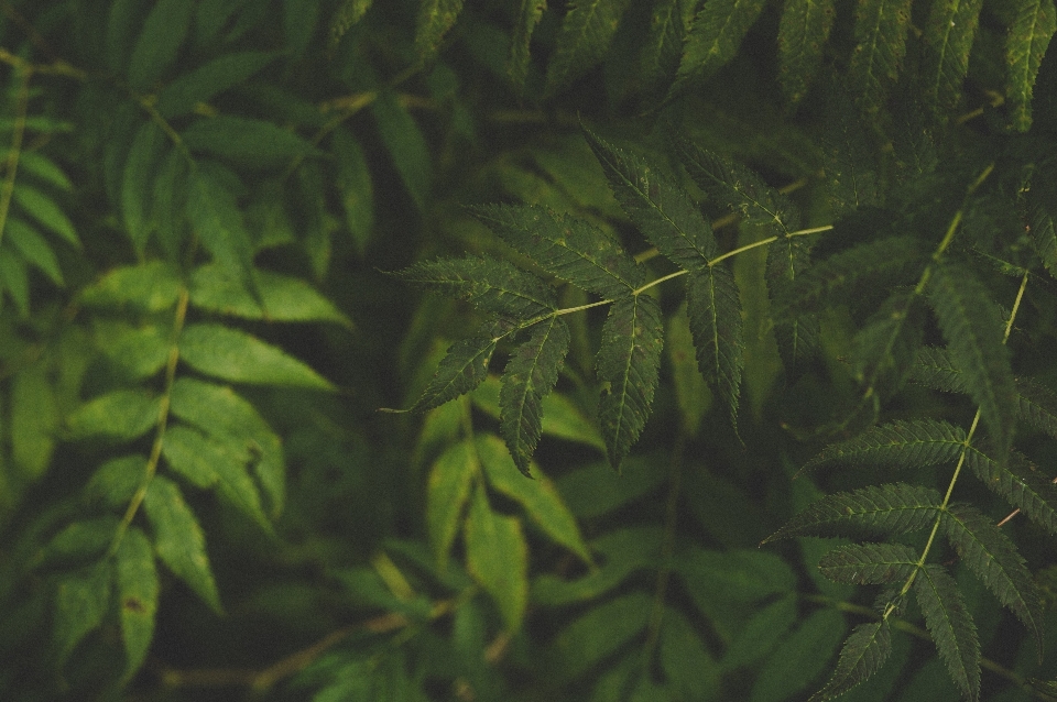 Green vegetation nature leaf