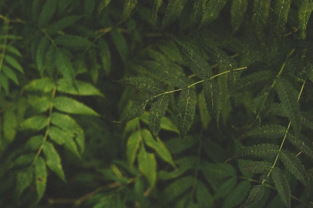 Green vegetation nature leaf Photo