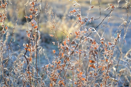 Branch twig vegetation plant Photo