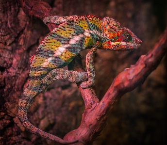 Photo Reptile caméléon
 lézard iguane
