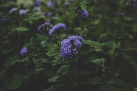 Purple green flower violet Photo