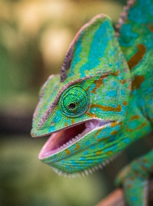 Chameleon reptile common iguania Photo