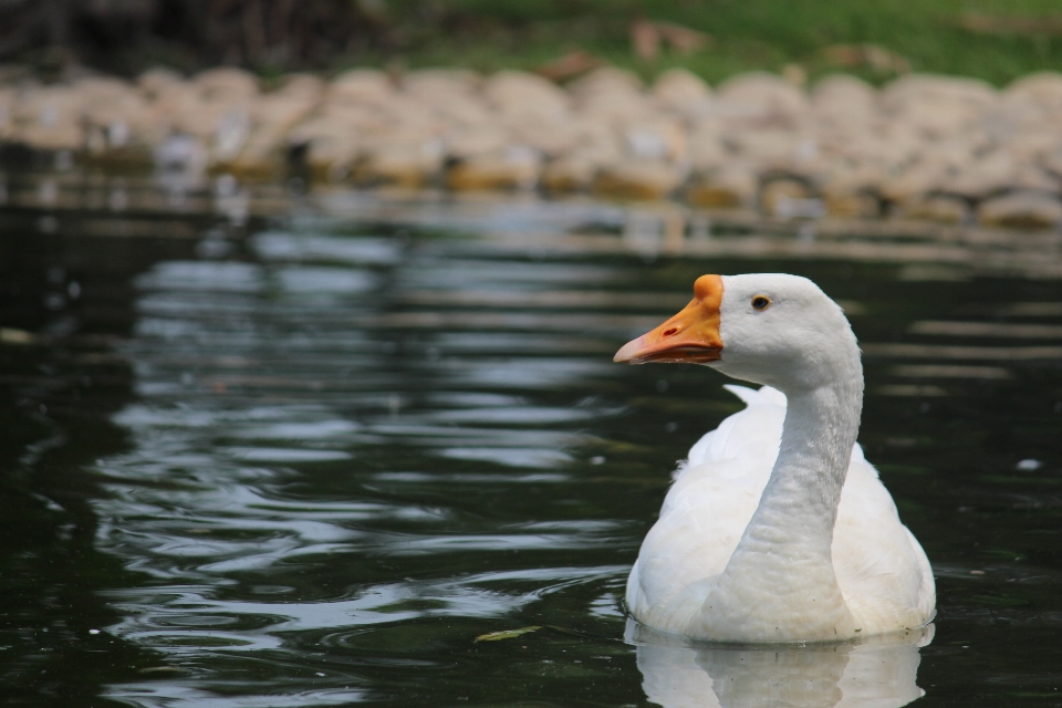 Bird duck beak water