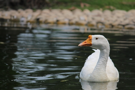 Bird duck beak water Photo