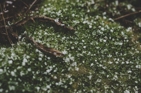 自然 緑 葉 水 写真