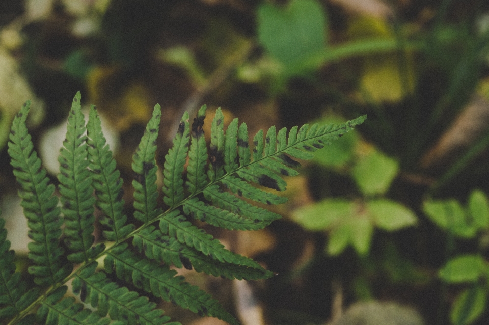 Foglia pianta terrestre
 vegetazione verde