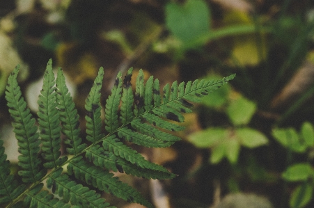 Leaf terrestrial plant vegetation green Photo