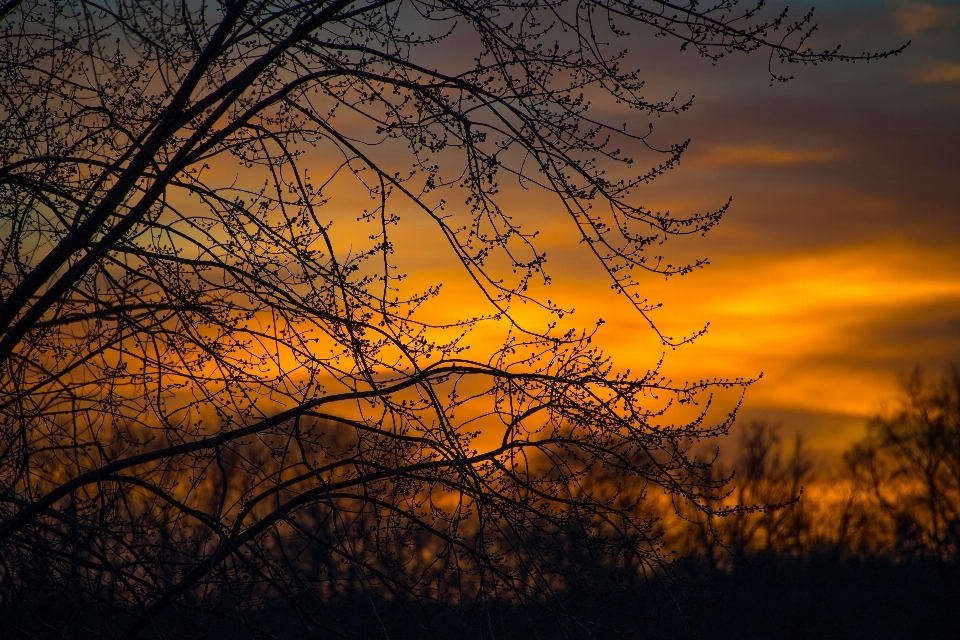 Sky branch afterglow nature