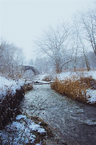 冬 雪 水 自然の風景
 写真