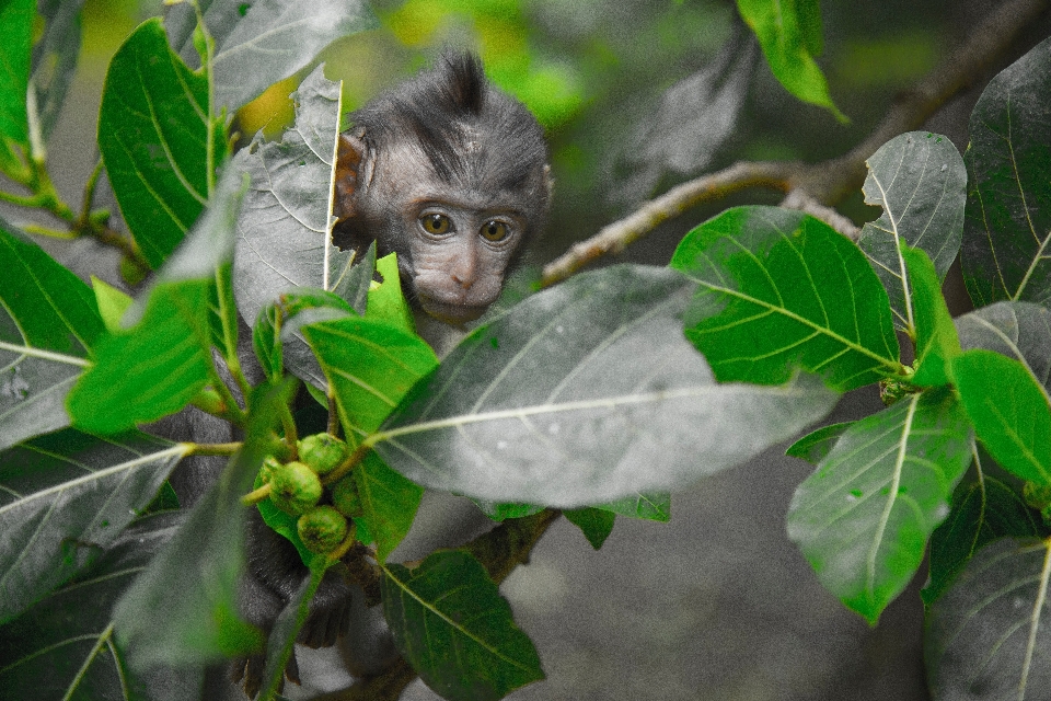 Daun tanaman organisme pohon