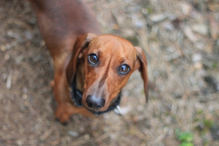 Hund säugetier wirbeltier
 canidae
 Foto