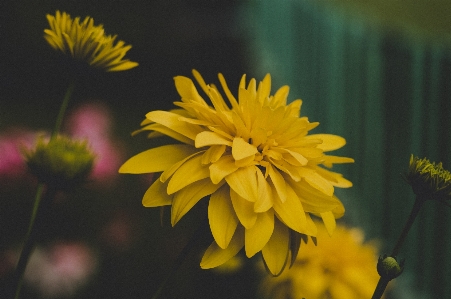 Blume blühende pflanze
 gelb anlage Foto