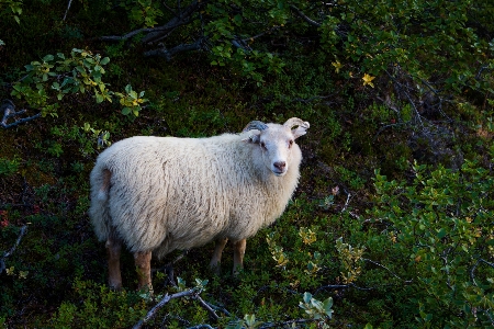 Photo Vertébré
 mammifère mouton bétail