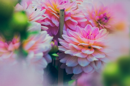 花 開花植物
 ピンク 花弁 写真