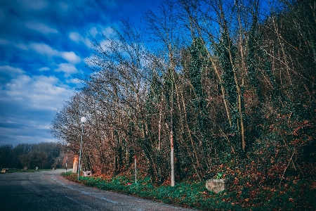 Road tree sky natural landscape Photo