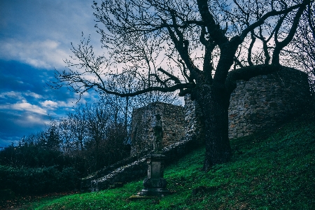 Tree sky nature natural landscape Photo