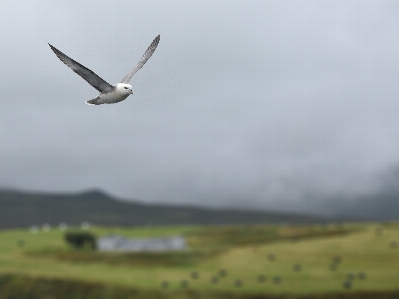 Photo Oiseau ciel aile prairie
