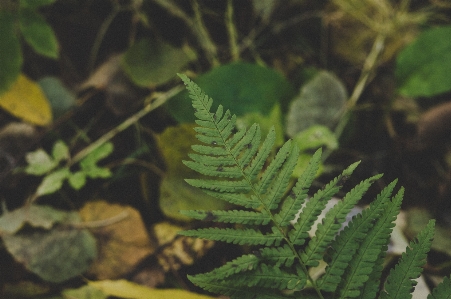 Leaf terrestrial plant vegetation Photo