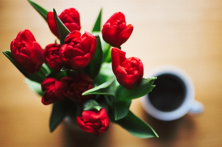 Photo Fleur rouge pétale fleurs coupées
