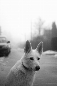 Photo Vertébré
 chien mammifère blanc