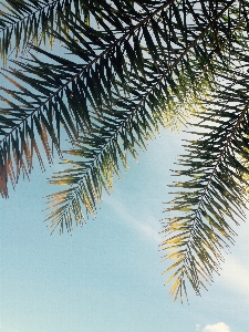 Tree sky elaeis palm Photo